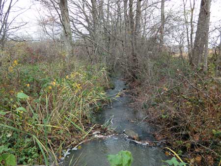 Rigole entre les étangs de Bouza