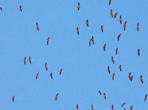 Ciel de grue
