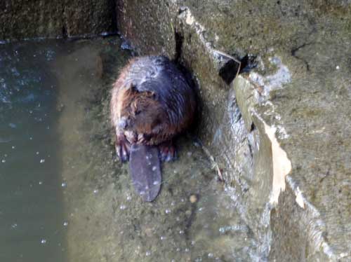 Castor à Briare