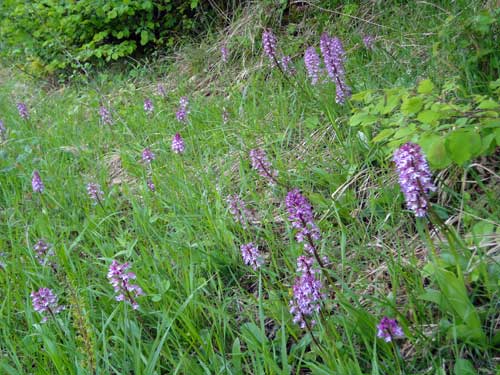 orchidée