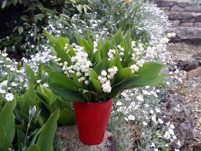 Muguet