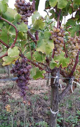 Vendange à Yquem