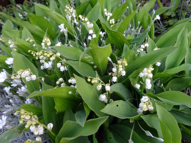 Muguet