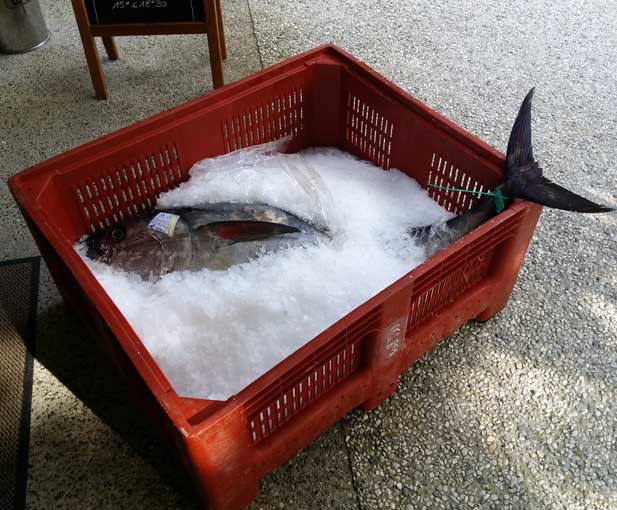 Une grosse prise au port