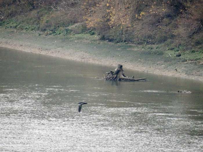 Danger en rive droite