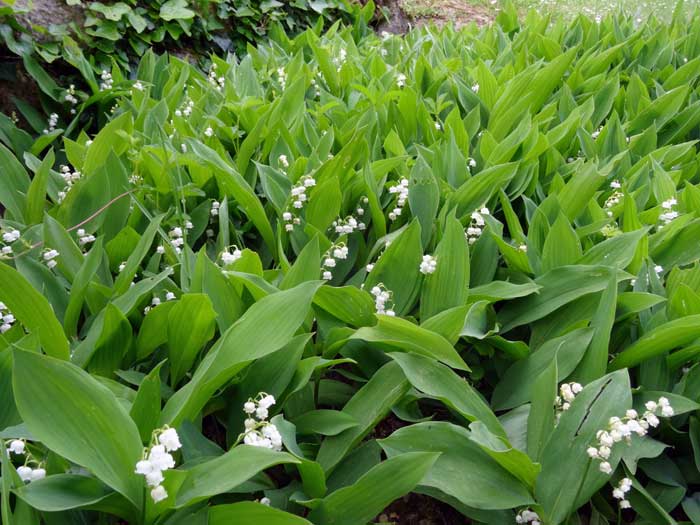 Brins de muguet