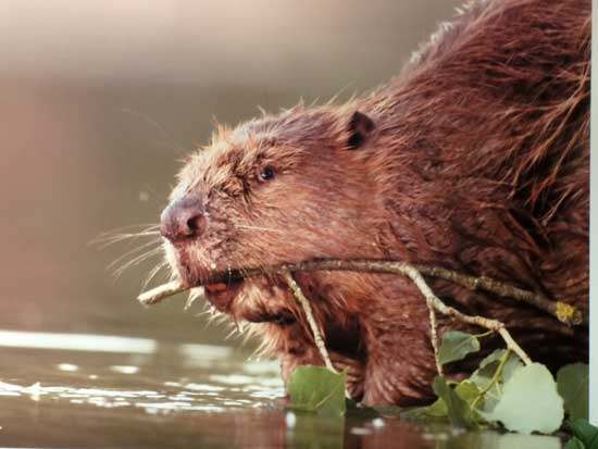 Expo Photo Faune Faure  Ouzouer-sur-Trézée