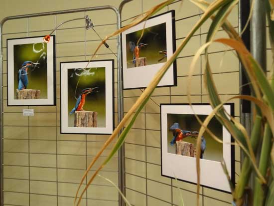 Expo Photo Faune Faure  Ouzouer-sur-Trézée