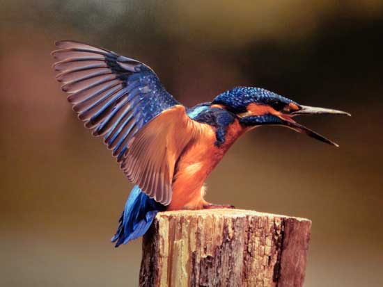 Expo Photo Faune Faure  Ouzouer-sur-Trézée
