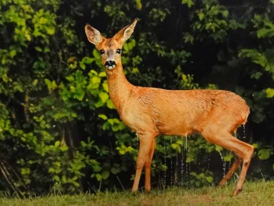 Expo Photo Faune Faure  Ouzouer-sur-Trézée