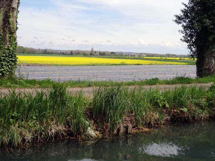 Culture de fraises et colza