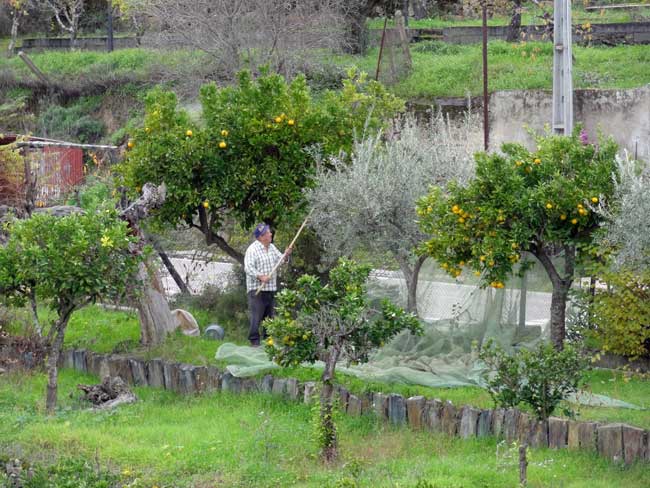 La recolte des Olives