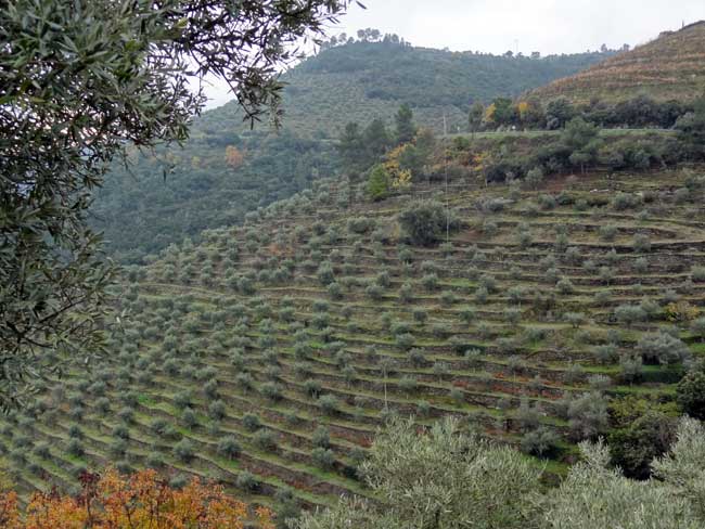 Les terrasses d'oliviers