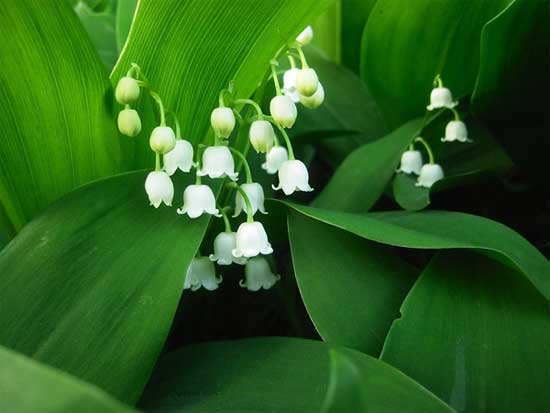 Muguet - Porte-Bonheur