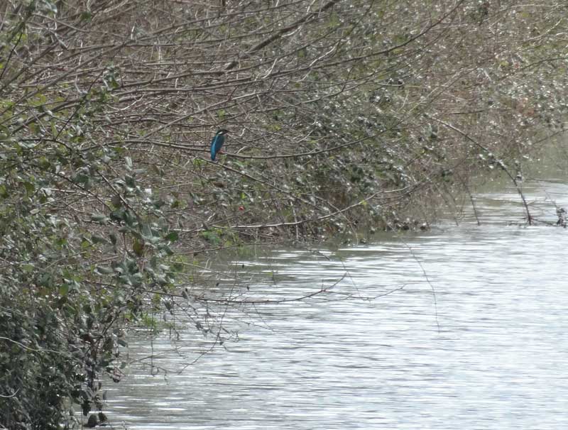 Martin-pêcheur