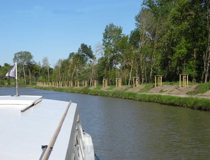 plantation canal du midi