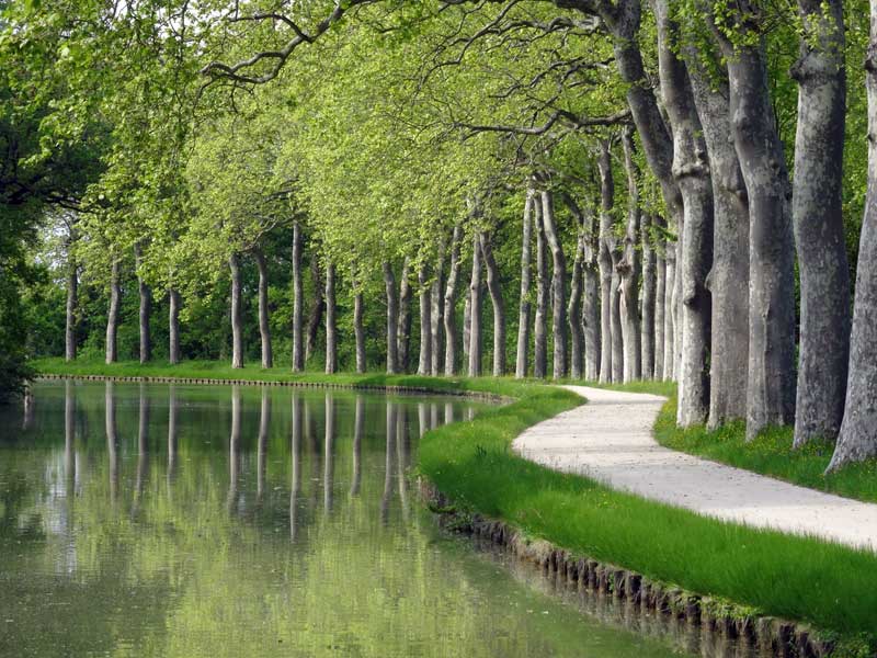 Platane du canal du midi