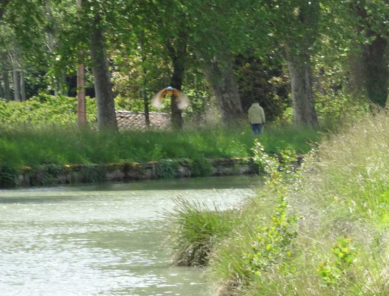 Martin-pêcheur en vol stationnaire