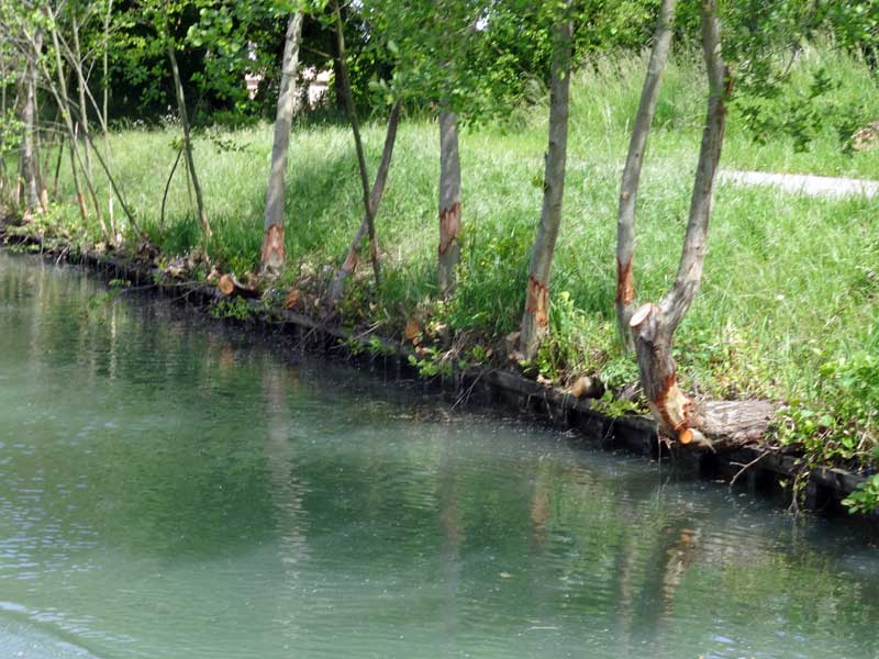 Arbres du canal de Garonne