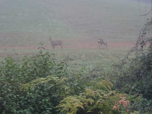 La Faune du canal