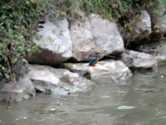 Colibry du canal de Garonne