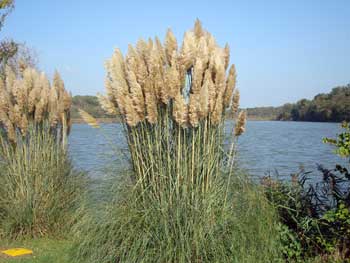 Canal de Briare - La Gazonne