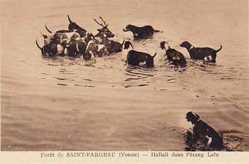 Hallali dans l'étang de Lélu