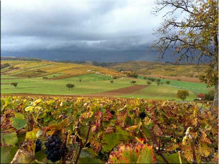Vignoble du Sancerrois