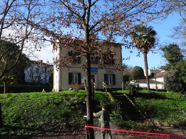 Comment couper un arbre